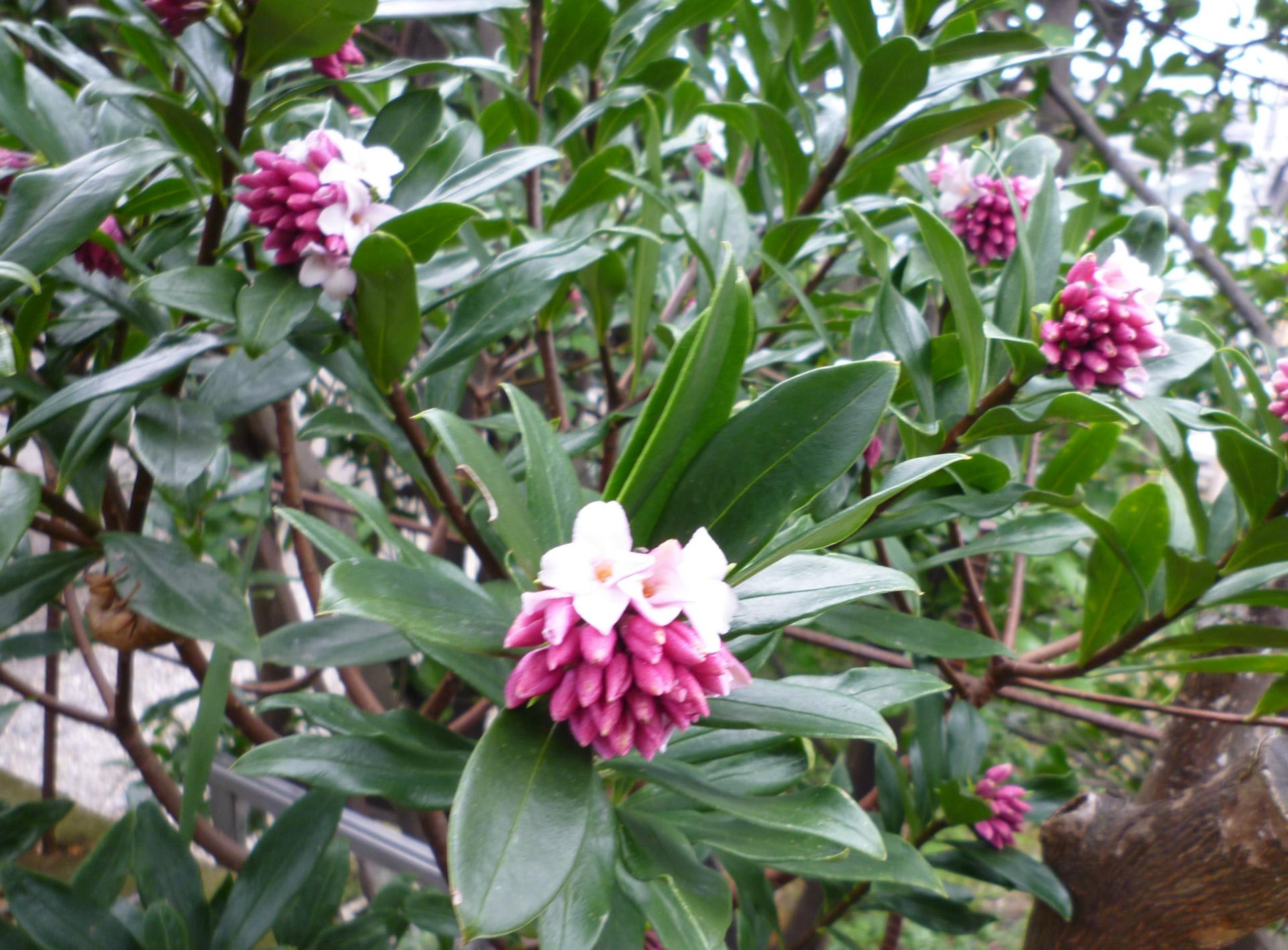 沈丁花の香り 私の花日記