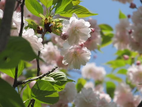 鎌倉の鎌足桜 - 小桜舞子のブログ（旧）