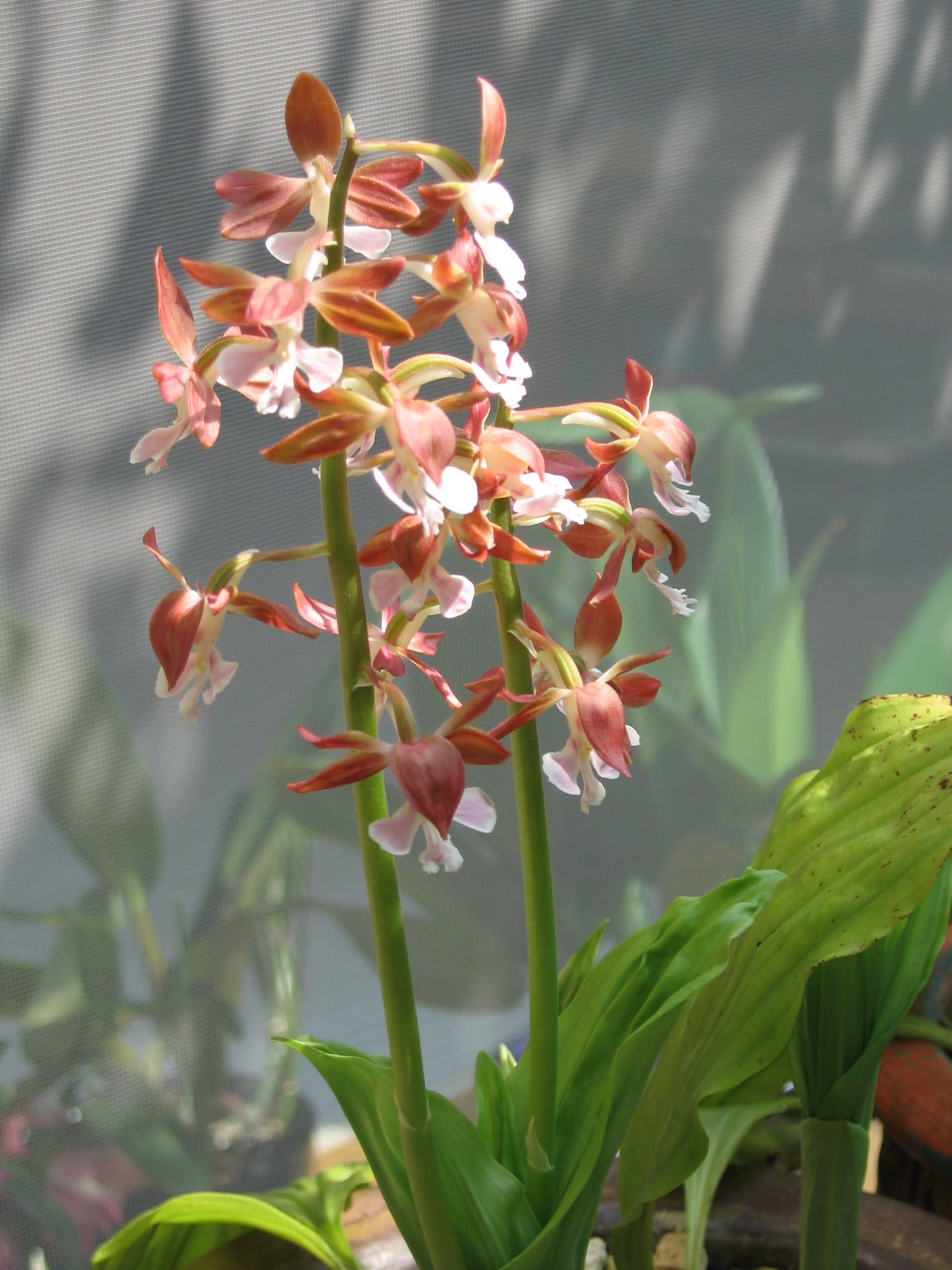 草花達の息吹の画像