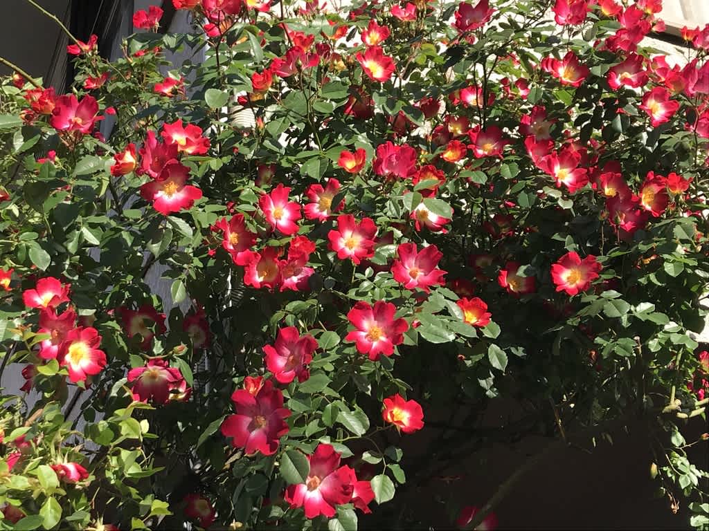 ピンクのナニワノイバラ発見 薔薇の季節到来 カメラはいつもポケットに ー