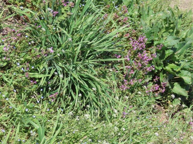 小さなお花畑