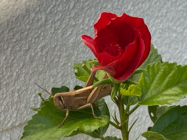 バッタとキリギリスの見分け方 社長のひとりごと バッタとキリギリスの見分け方 社長のひとりごと