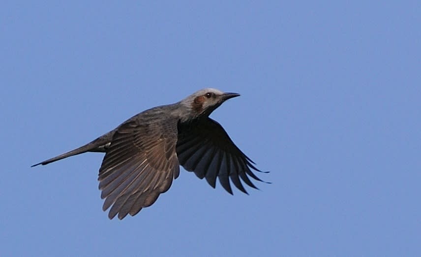 ヒヨドリ飛翔 波型に飛ぶ鳥 お手軽 鳥の写真バッジ が作れます すぐ近くにある世界 野鳥 昆虫 航空機などの写真