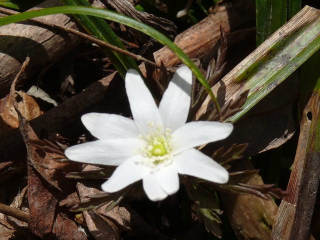 一関市厳美町のキクザキイチゲ 菊咲一華 19年4月13日 土 Peaの植物図鑑