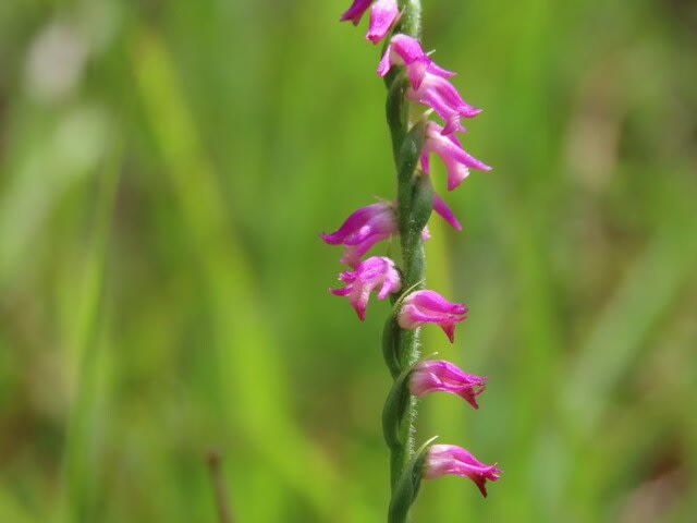 高ボッチ高原・鉢伏山で最近咲いている花　ネジバナ（捩花）