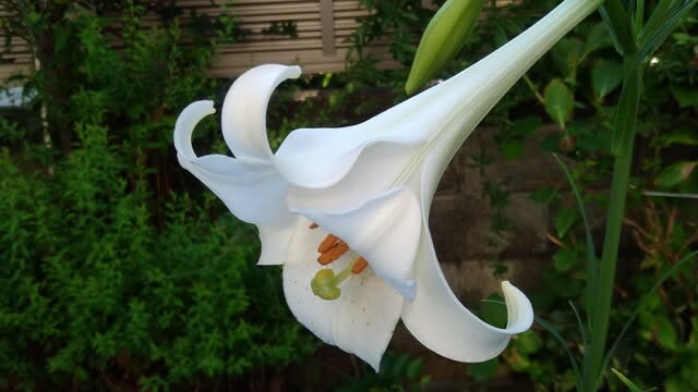 タカサゴユリ今年も咲いてくれました 観音山 サンタさんの草花