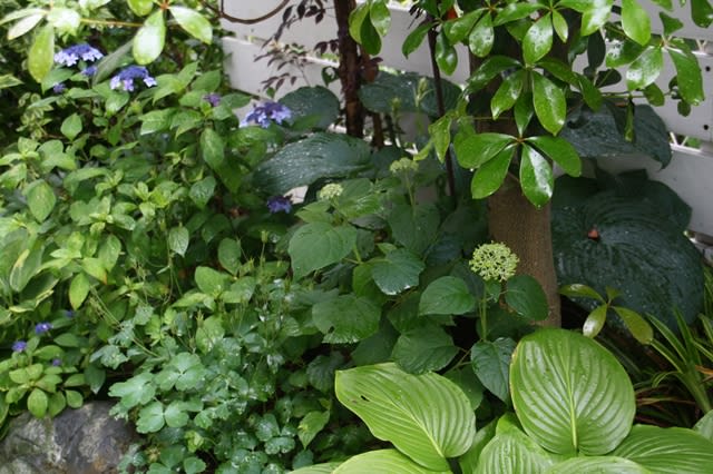 日陰の和庭も楽しいぞ M S Small Garden Milky Mamaの小さな庭 日陰の和庭も楽しいぞ M S Small Garden Milky Mamaの小さな庭