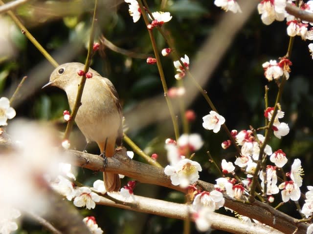 ウメ