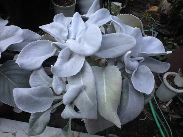 たまにはエンジェルウイングスでも 追記です 新へそ曲がりおじさんの花便り 旧へそ曲がりおじさんの へそ曲がりなオカヤドカリ飼育法 たまにはエンジェルウイングスでも 追記です 新へそ曲がりおじさんの花便り 旧へそ曲がりおじさんの へそ曲がりなオカヤドカリ飼育法