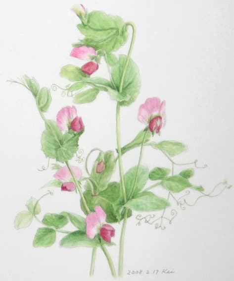 エンドウ豆の花 花の絵いっぱい描きたい