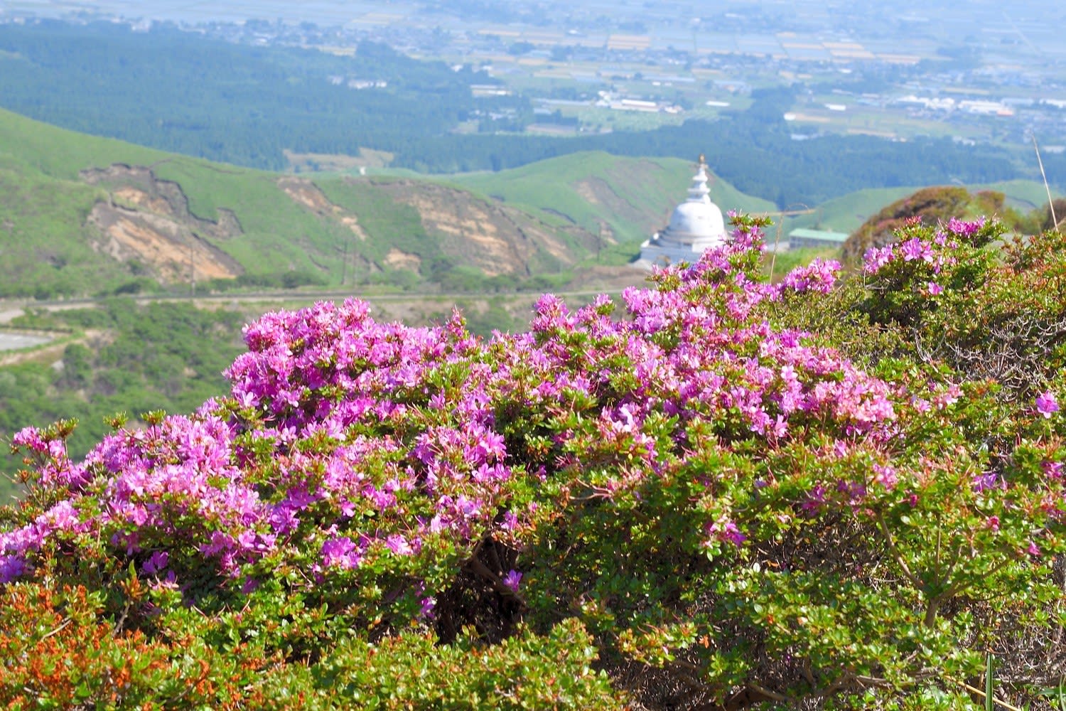 阿蘇 仙酔峡のミヤマキリシマ開花状況 19年5月24日 花期は終盤でした 延岡の山歩人ｋ