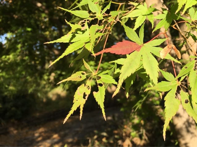 ケケケの正体 日曜絵かきの散歩道 doucement doucement ケケケの正体 日曜絵かきの散歩道 doucement doucement