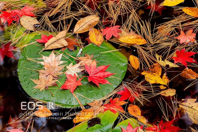 落ち葉模様 菊地晴夫の美瑛写真家日記