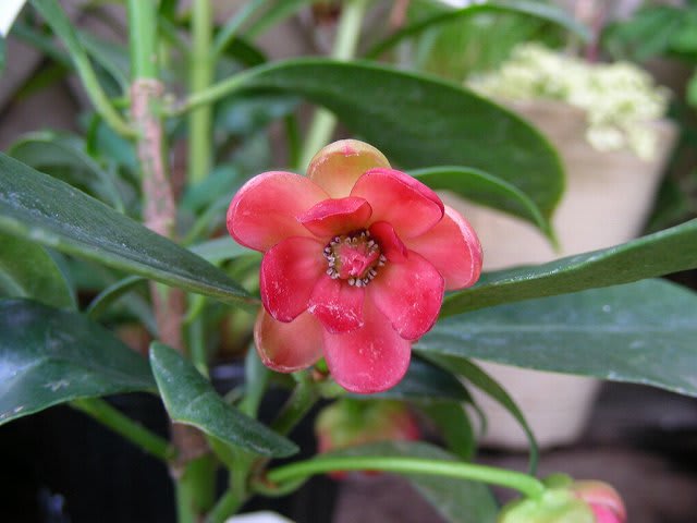 イリシウム ヘンリー ｔｏｄａｙ ｓ ｂｌｏｏｍｓ