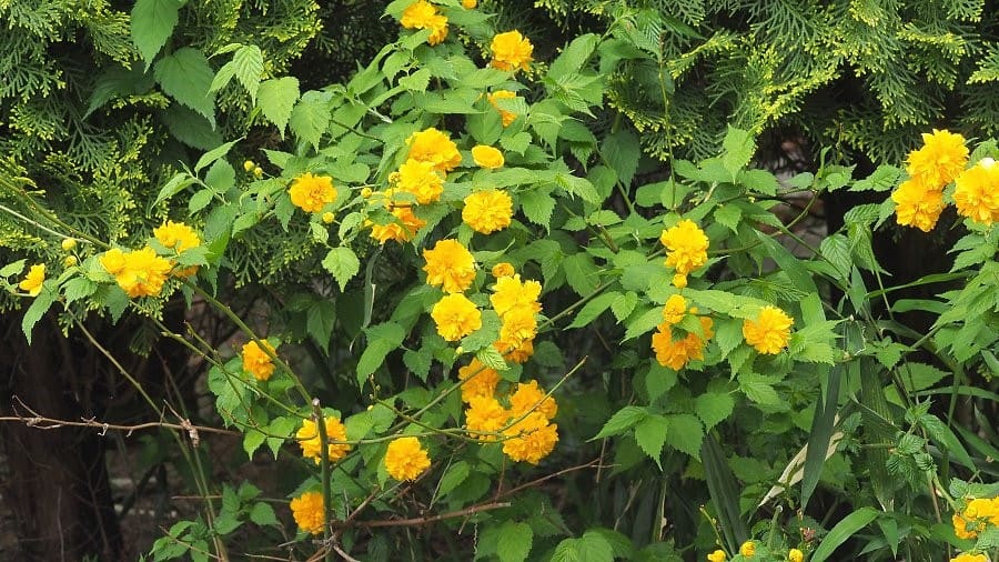 ヤマブキ 八重の山吹 みつい台周辺の花と蝶