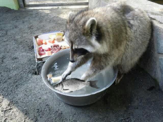 サザエさんアライグマ購入 円ジョイ師匠とセタッシーの時事ネタ サザエさんアライグマ購入 円ジョイ師匠とセタッシーの時事ネタ