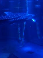 ジンベイザメ