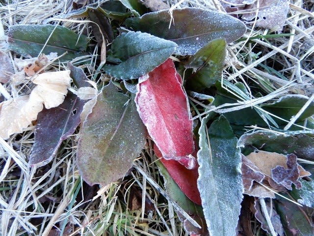 ヤツデの実 を啄ばむ メジロ 菊川から こんにちは