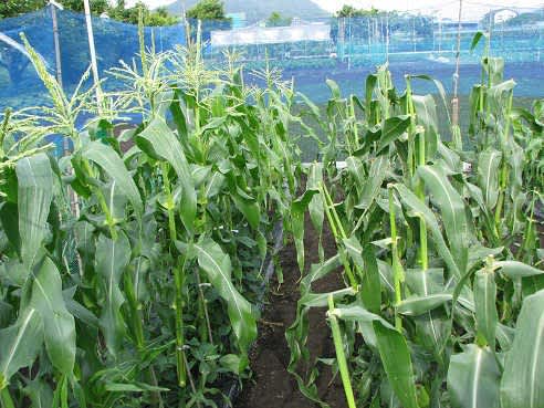 トウモロコシの収穫が続き 枝豆も収穫 畑 畑 畑