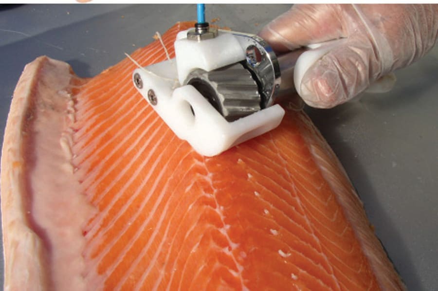 ピンボーン処理道具 JARVISから memories on the sea 海の記録