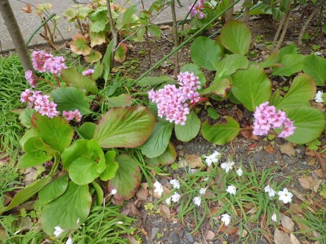 ヒマラヤユキノシタ 21 花熟里 けじゅくり の静かな日々 ヒマラヤユキノシタ 21 花熟里 けじゅくり の静かな日々