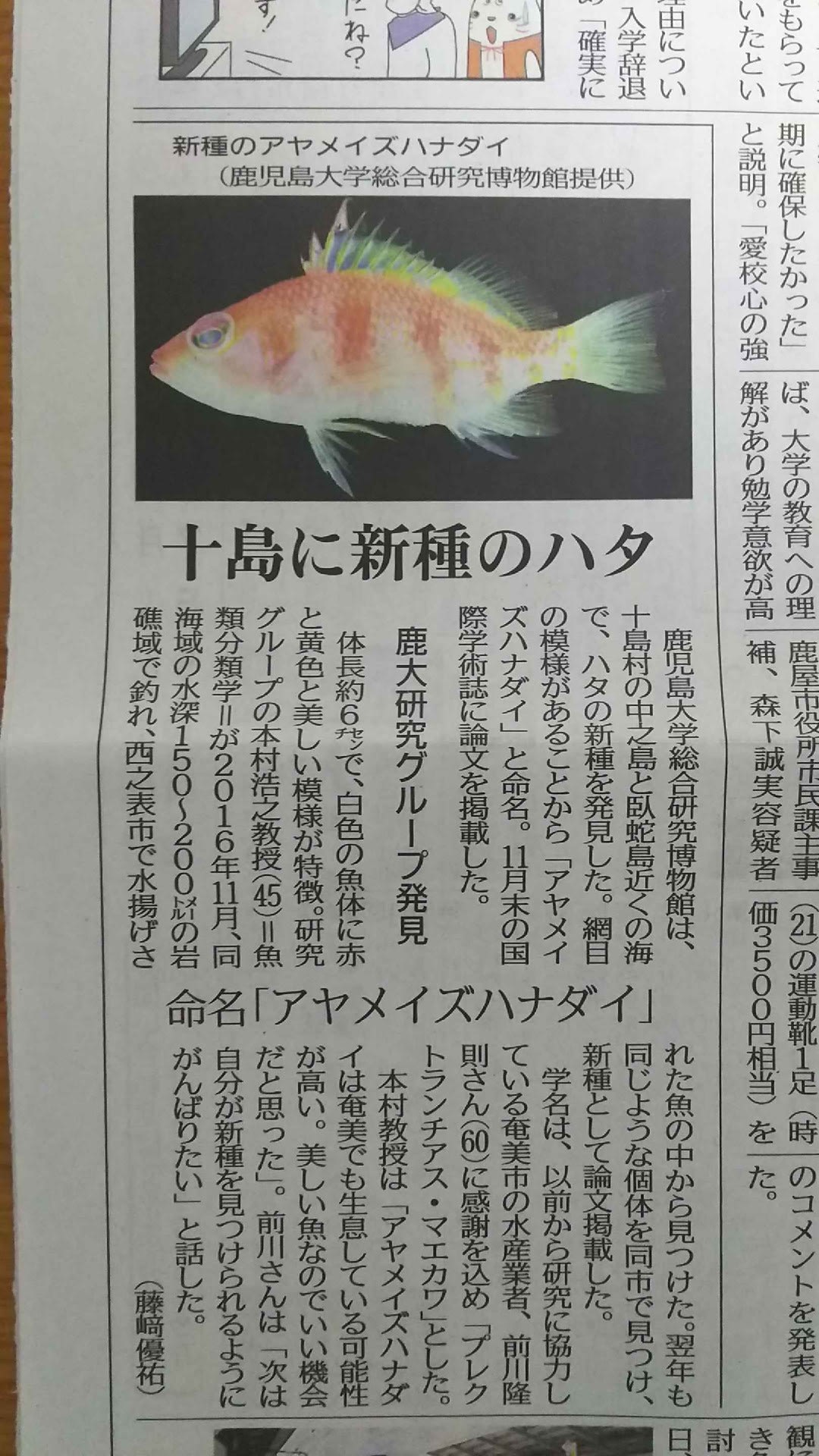 今朝の地元紙から 新種アヤメイズハナダイ お魚三昧生活