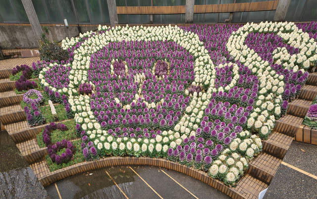 ハボタン 水戸市植物公園 コムトライア ごきげんよう ハボタン 水戸市植物公園 コムトライア ごきげんよう