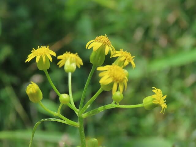 高ボッチ高原・鉢伏山で最近咲いている花　サワギク（沢菊）