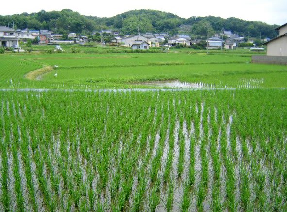 Rice field on 7/1