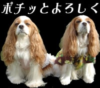 にほんブログ村 犬ブログ キャバリアへ