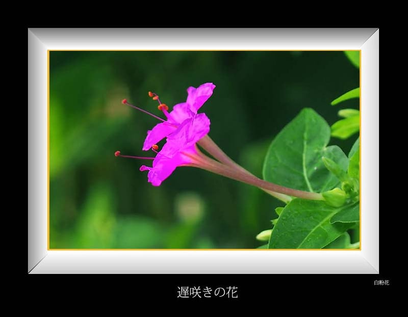 遅咲きの花 滴と花の世界