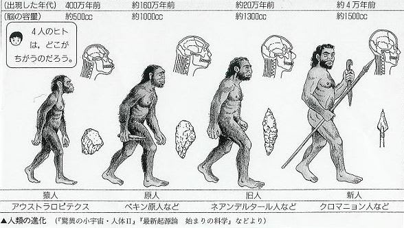 化石人類の進化 入試問題 ベック式 難単語暗記法ブログ