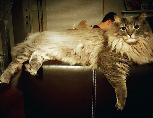 猫の中で最大の猫 メインクーン はどれだけデカイのか それが実感できる写真いろいろ 阿智胡地亭のshot日乗