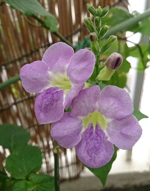 石垣島の紫色の花たち あいあいの石垣花通信