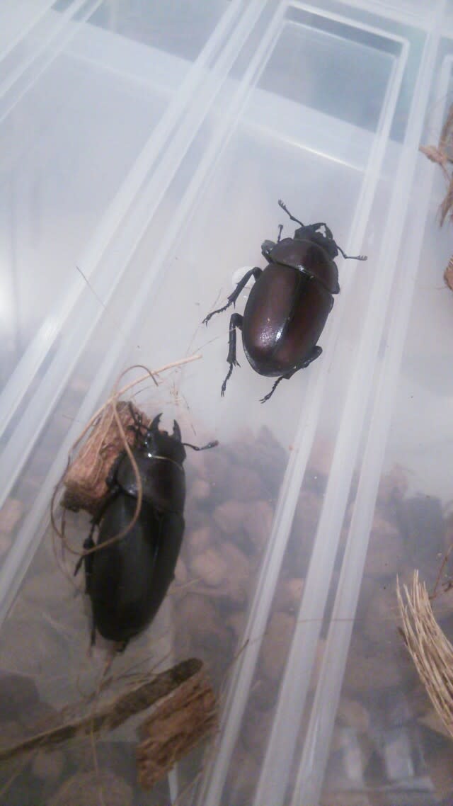 17 06 11 クワガタ採集 埼玉県三郷市 かおなしくんと愉快な仲間たちの釣り 漁日誌 17 06 11 クワガタ採集 埼玉県三郷市 かおなしくんと愉快な仲間たちの釣り 漁日誌