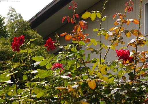 バラの二番花と種まきの花とセールでゲット の花 旅するガーデナー