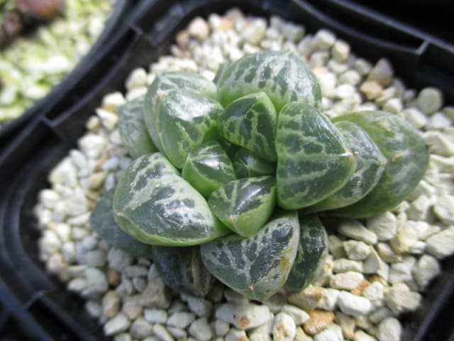 ハオルチア 蛙玉 - My favorite plants
