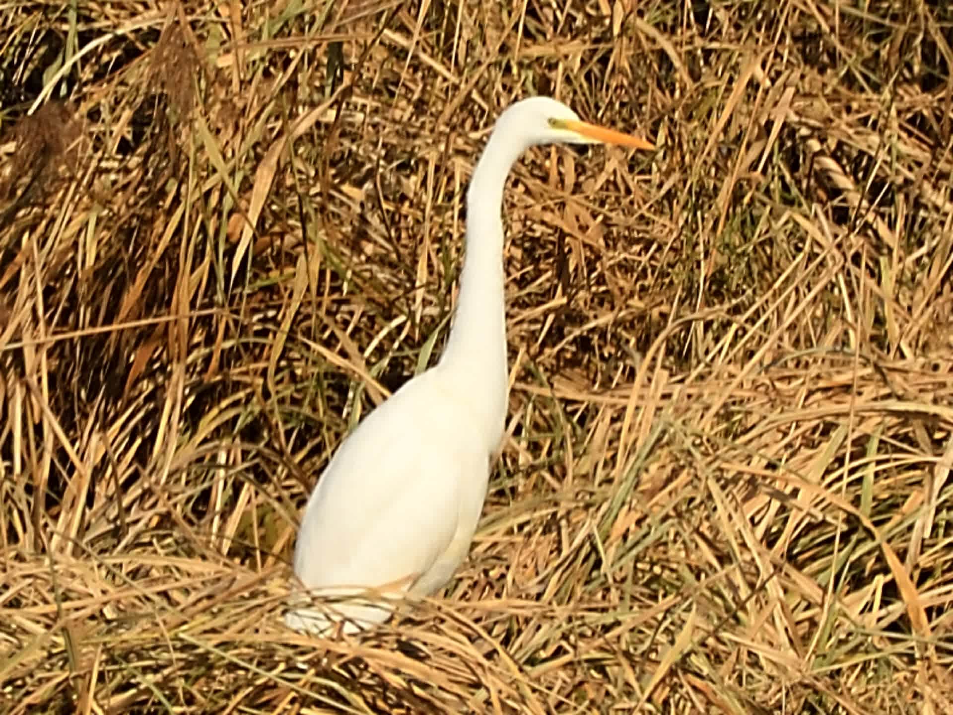モエレの鳥たち 11 22 みんないなくなって キンクロハジロが4羽だけ 鳥とパイプと日本酒のおっさんメモ
