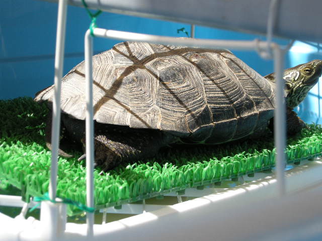 かめちゃんを見つけた 拾ったら クサガメ のんちゃん と暮らす かめちゃんを見つけた 拾ったら クサガメ のんちゃん と暮らす