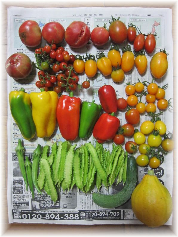 採れたて野菜 2011年8月26日