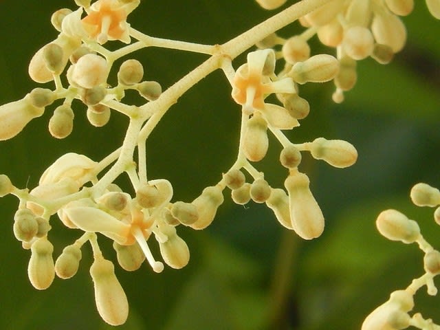 アオギリ 青桐 の花 植物大好き 出会い ときめき 癒し
