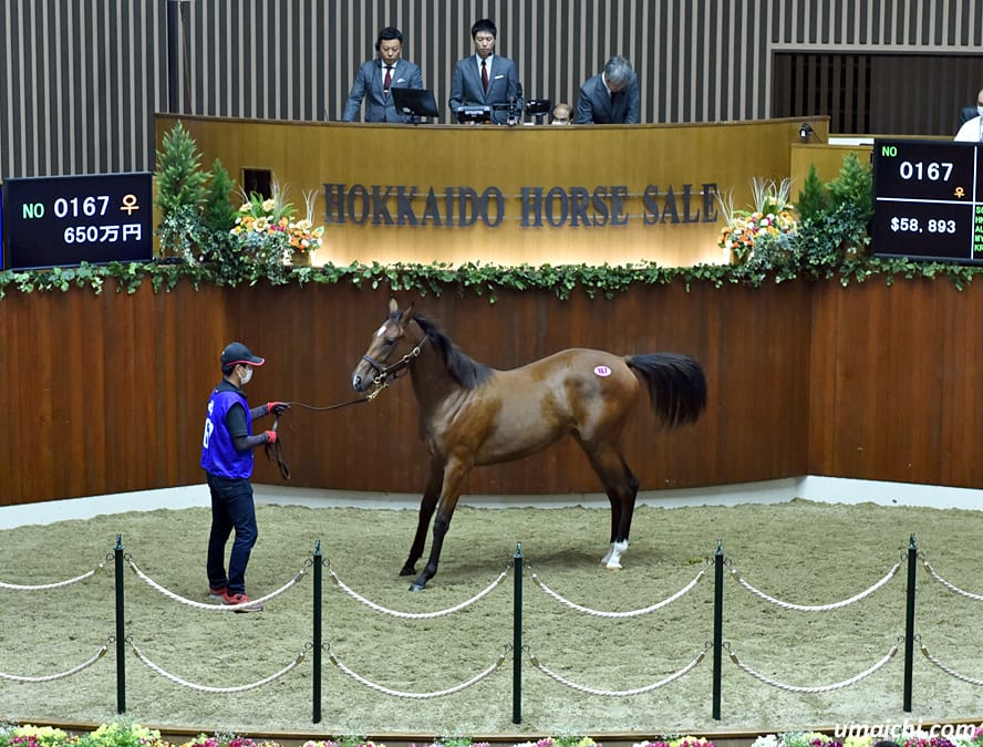 JRA競馬100万の帯 JRA 東京競馬場 100万円以上 払い戻し 帯 - メルカリ