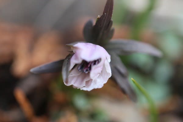 赤花セツブンソウ（庄原市） - ときどきの花日記