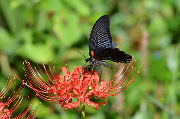 彼岸花に集まるアゲハ蝶の仲間たち 僕はびわ湖のカイツブリ