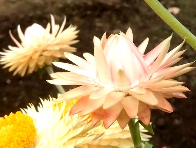 テイオウカイザイク (帝王貝細工)
