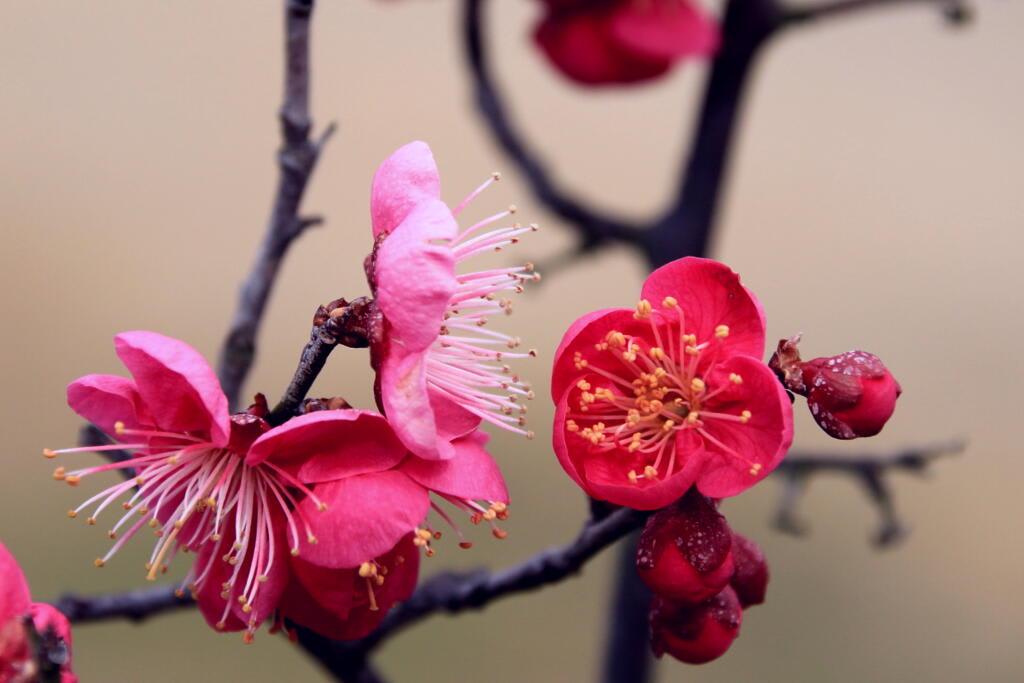 季節の花　梅の画像