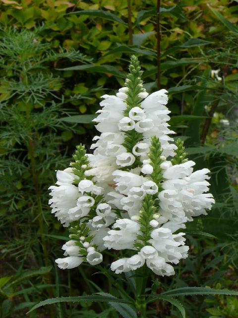 一関市大東町摺沢のハナトラノオ 花虎の尾 白花 ２０１１年８月25日 木 Peaの植物図鑑