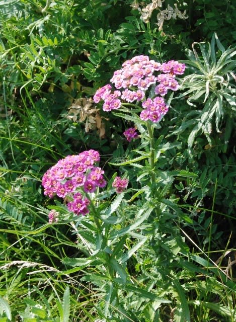 北海道の花 ノコギリソウの仲間 井伊影男の植物観察