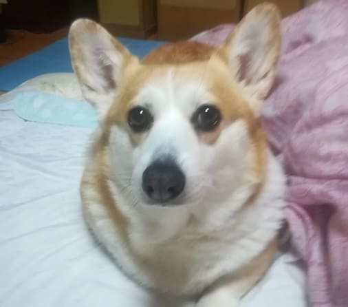 夜は 犬の顔の話 おでぶな あらため太めのコーギーと迷い子猫と都会に帰りたいおじさんの切実なつぶやき