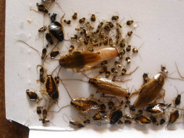 チャバネゴキブリの大きさは成虫で15ミリ 害虫駆除のブログ 有限会社 タマケアビジネス